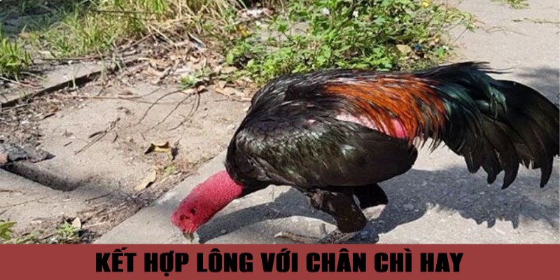 Cách kết hợp màu lông với chân chì để có lối đá hay