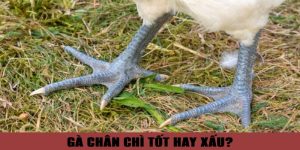 Gà chân chì tốt hay xấu