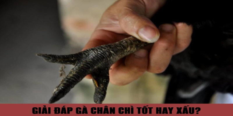 Giải đáp chi tiết băn khoăn gà chân chì tốt hay xấu