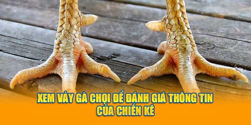 Lý do người chơi cần biết xem vảy gà đá