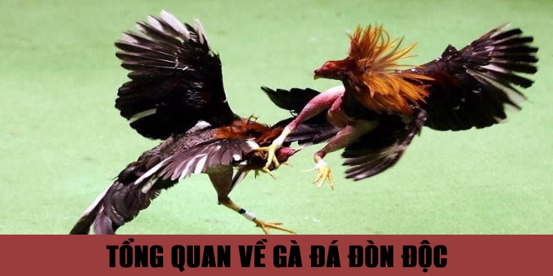 Tổng quan các thông tin thú vị về gà đá đòn độc